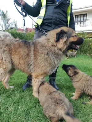 1-3 months Female Purebred Caucasian Shepherd