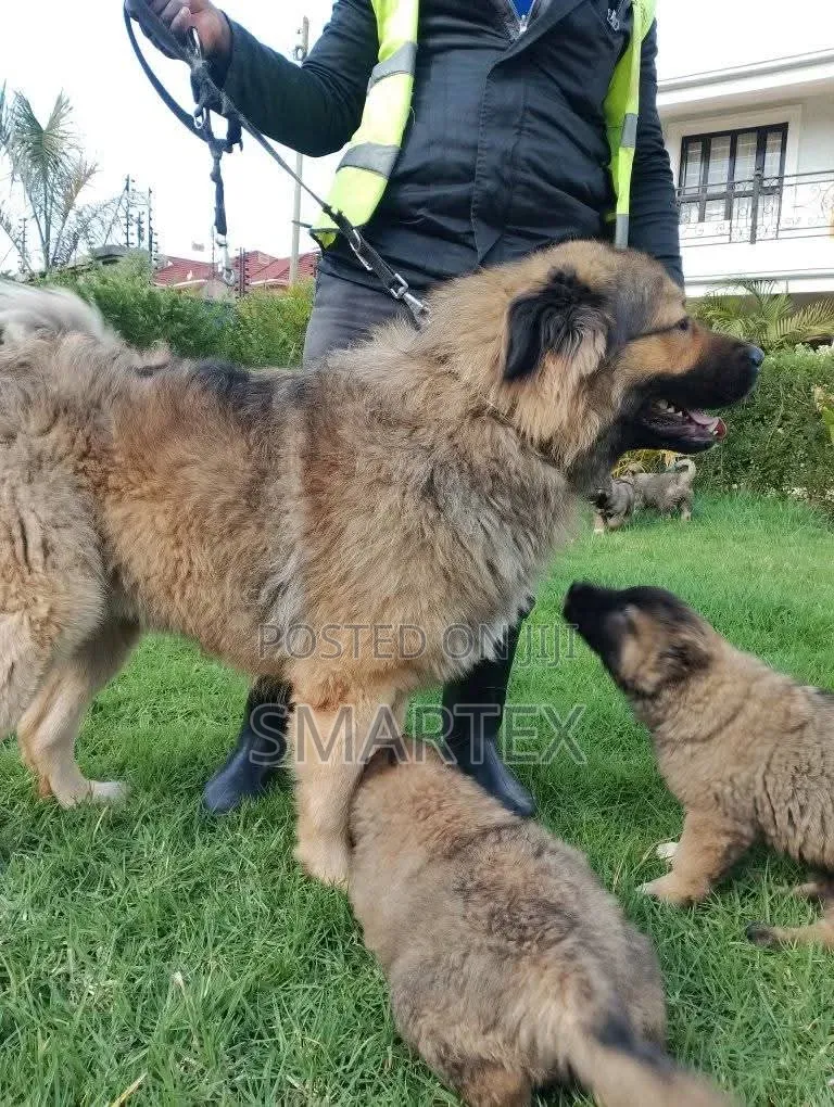 1-3 months Female Purebred Caucasian Shepherd