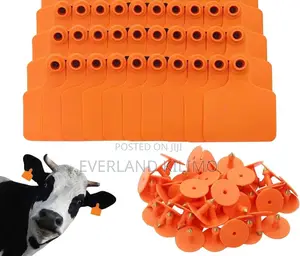 Plain Medium Bulls Ear Tags