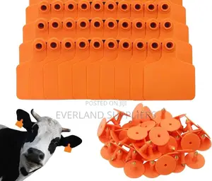 Plain Medium Bulls Ear Tags