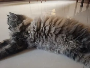 3-6 months Female Purebred Persian