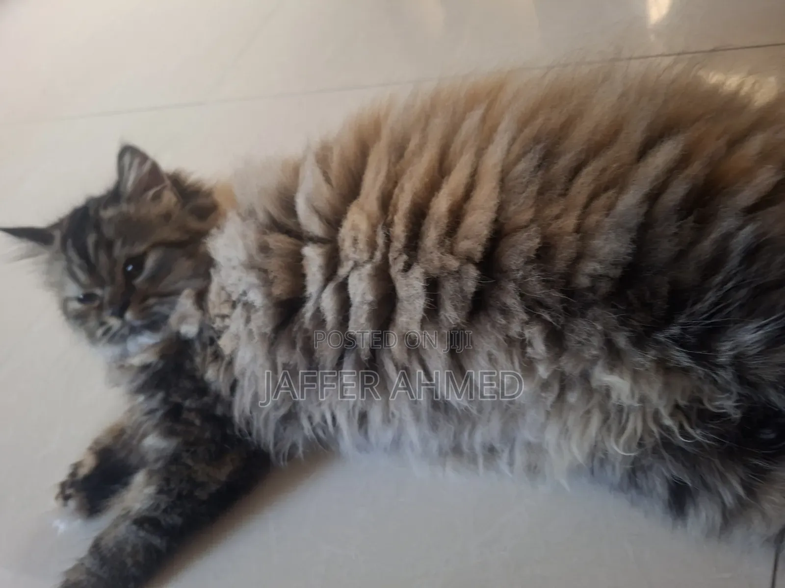 3-6 months Female Purebred Persian