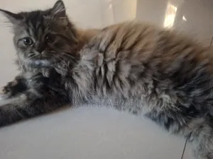 3-6 months Female Purebred Persian