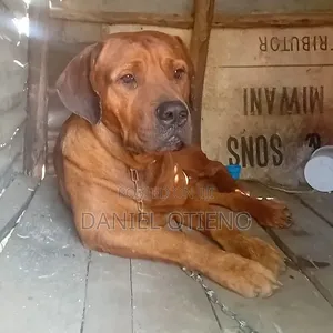 6-12 months Male Purebred Boerboel