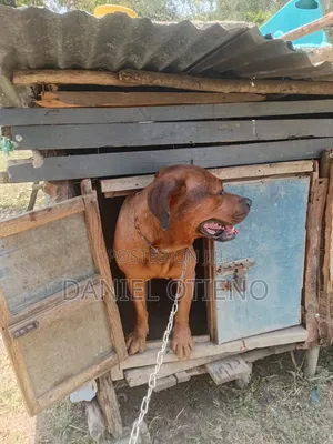 6-12 months Male Purebred Boerboel