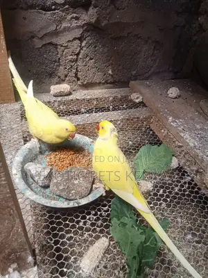 Yellow Ringnecks