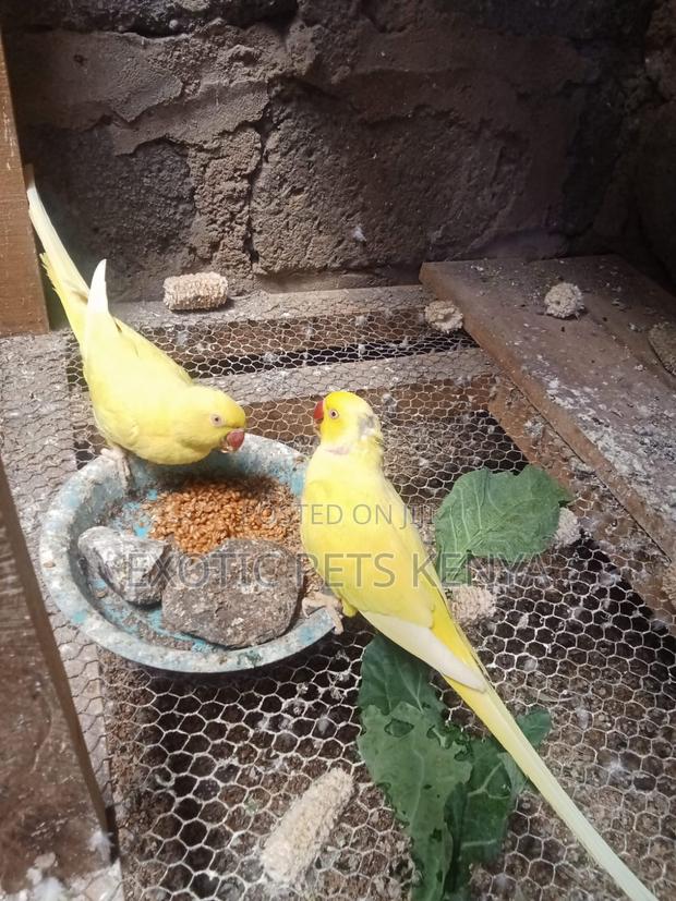 Yellow Ringnecks - main view