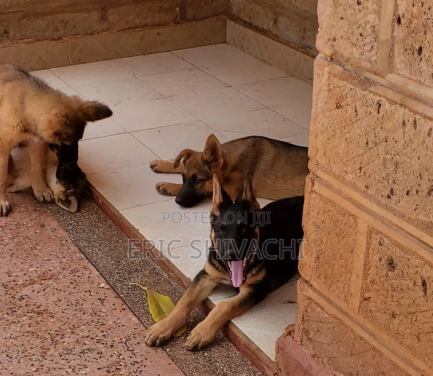 1-3 months Female Purebred German Shepherd