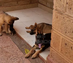 1-3 months Female Purebred German Shepherd