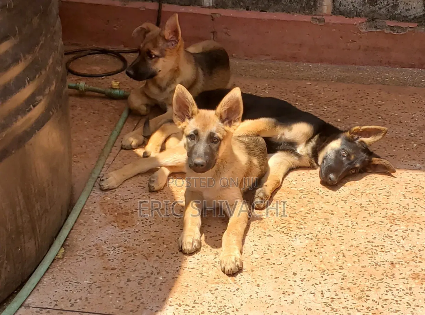1-3 months Female Purebred German Shepherd