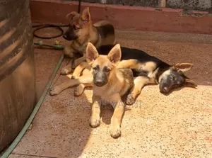 1-3 months Female Purebred German Shepherd