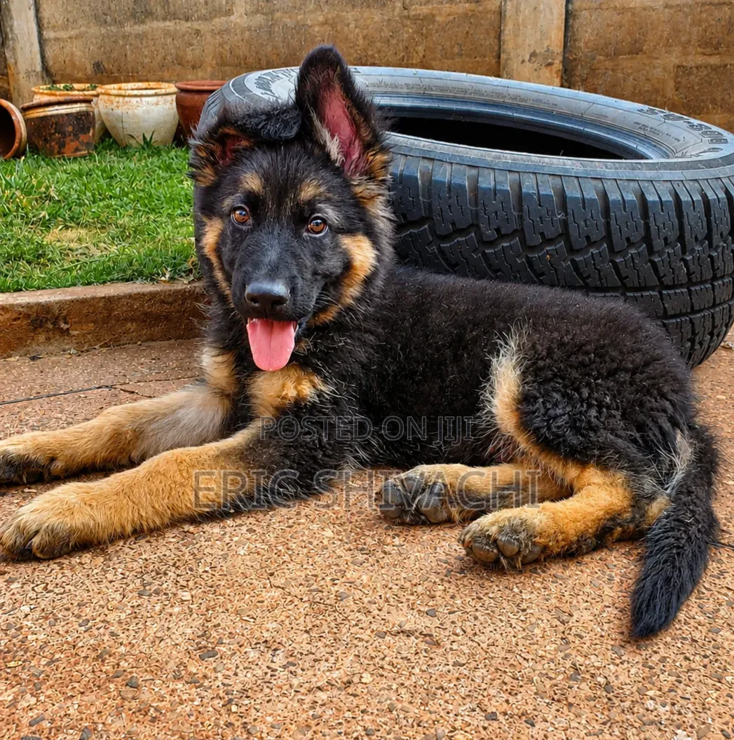 1-3 months Female Purebred German Shepherd