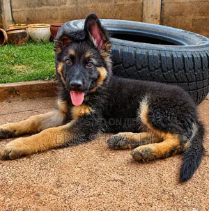 1-3 months Female Purebred German Shepherd