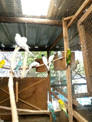 Budgies/Parakeets