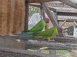 Plumheads Parrots