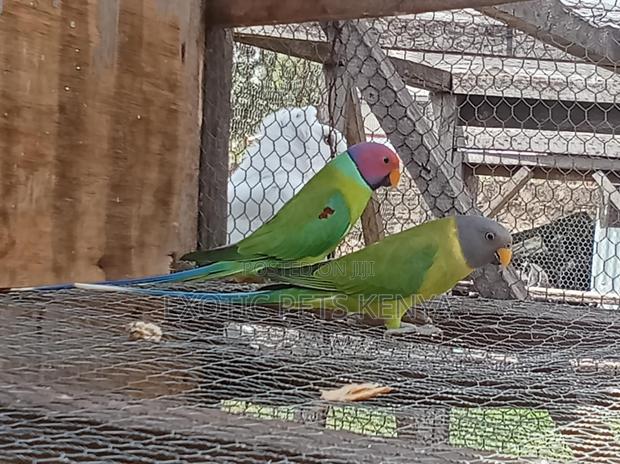 Plumheads Parrots - main view