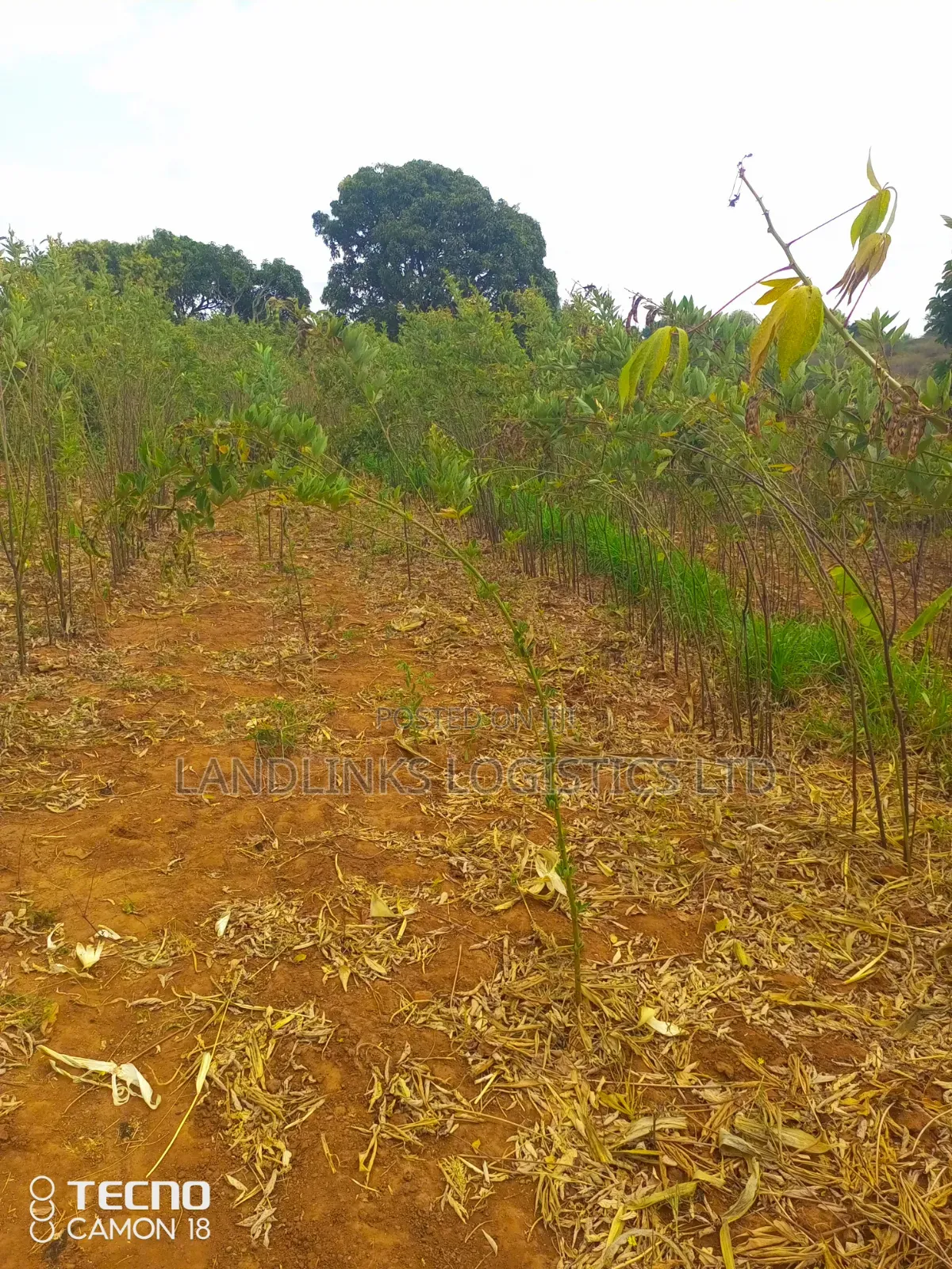 Mutumo Kitui  30 Acres Farming