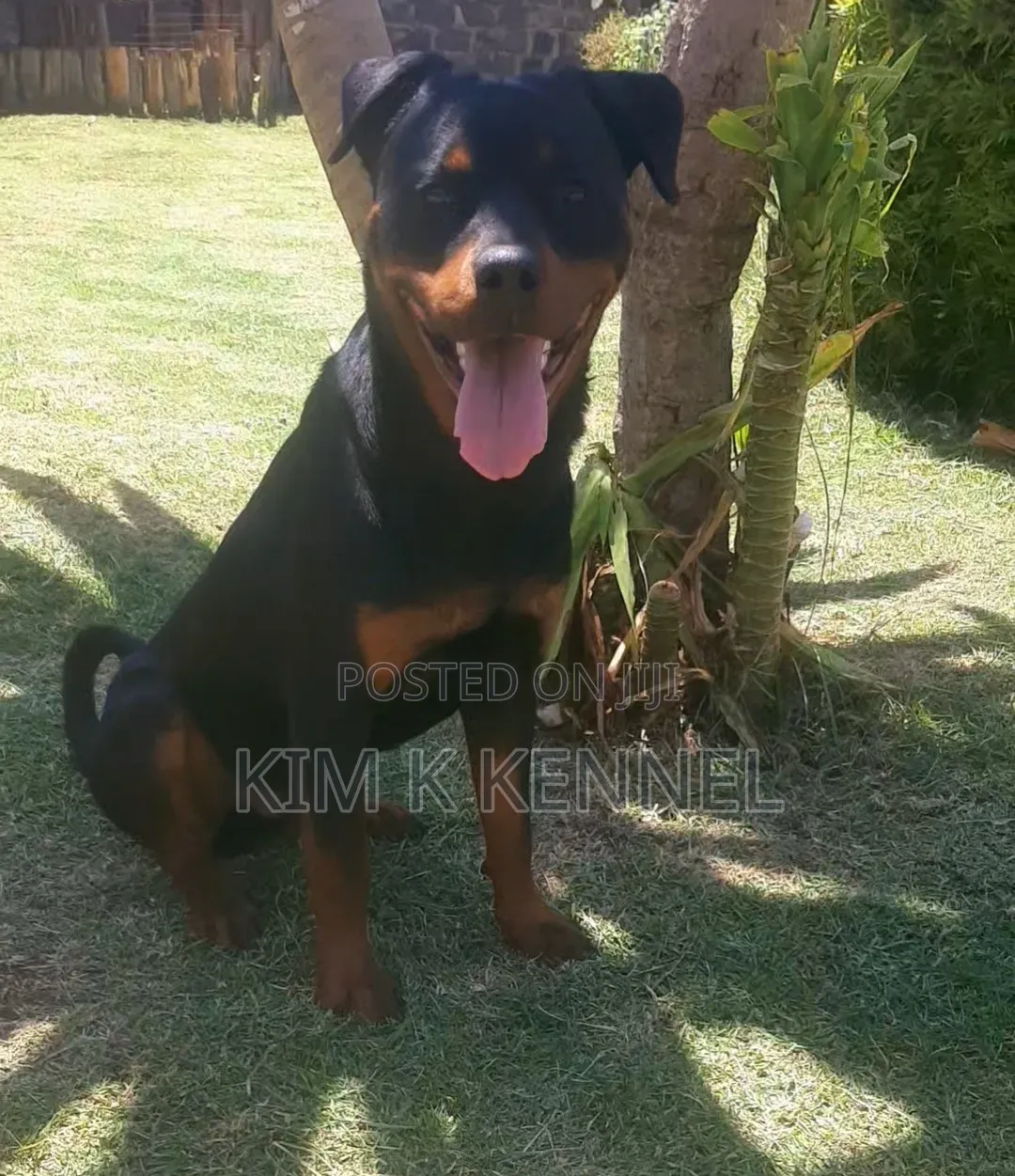 6-12 months Male Purebred Rottweiler