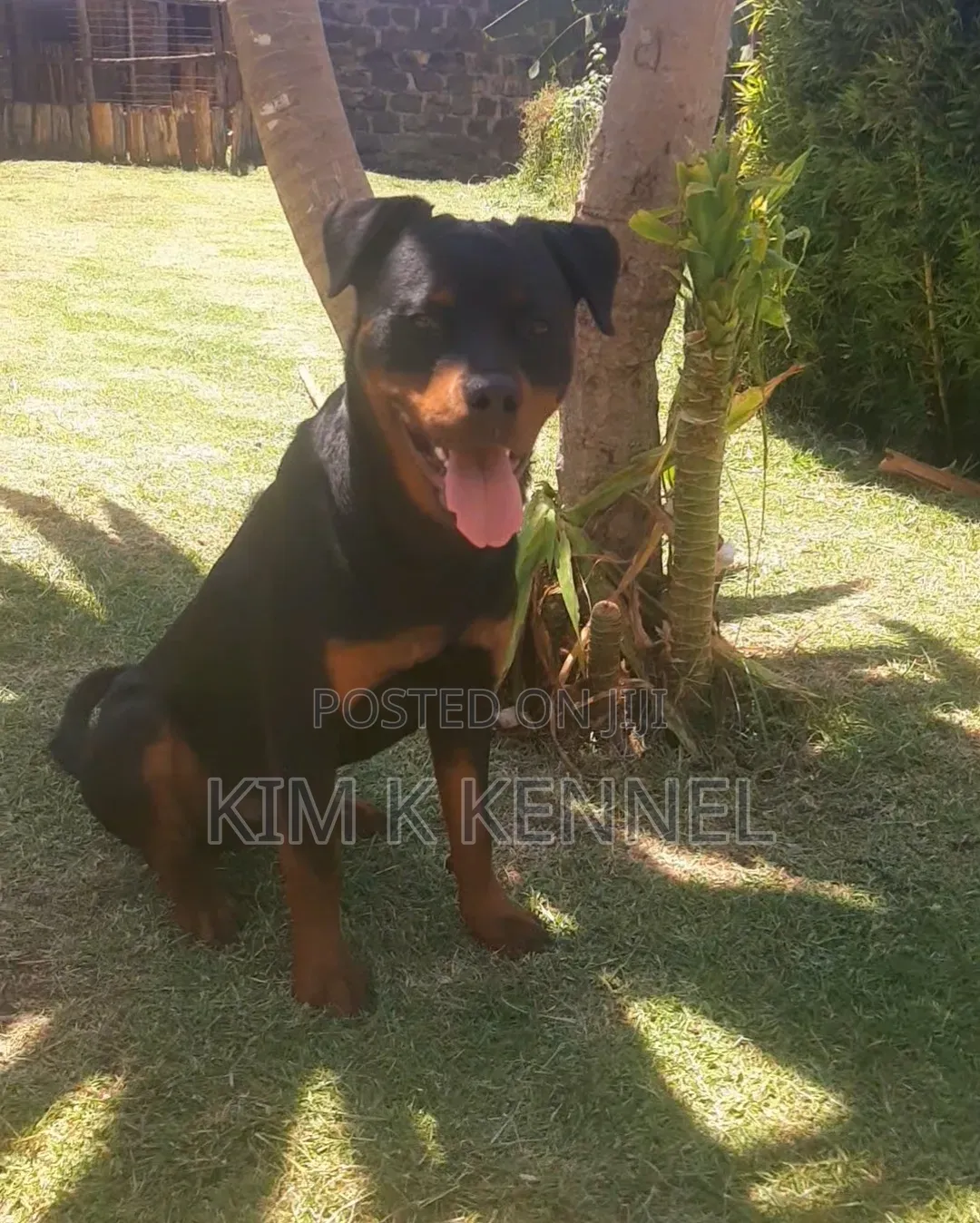 6-12 months Male Purebred Rottweiler
