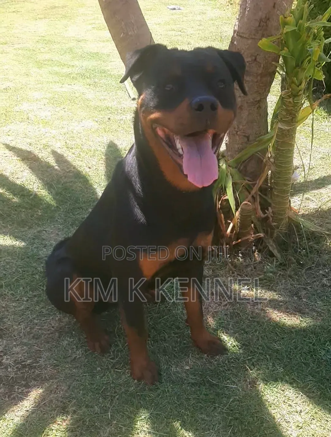 6-12 months Male Purebred Rottweiler