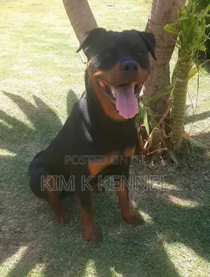 6-12 months Male Purebred Rottweiler