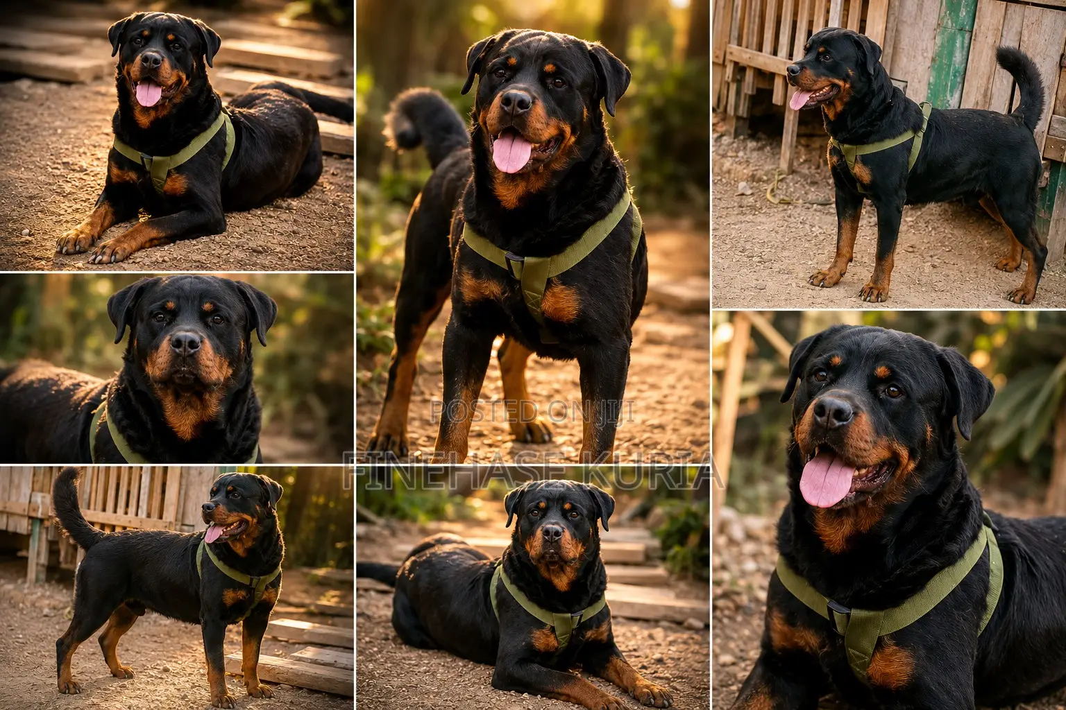 1+ year Male Purebred Rottweiler