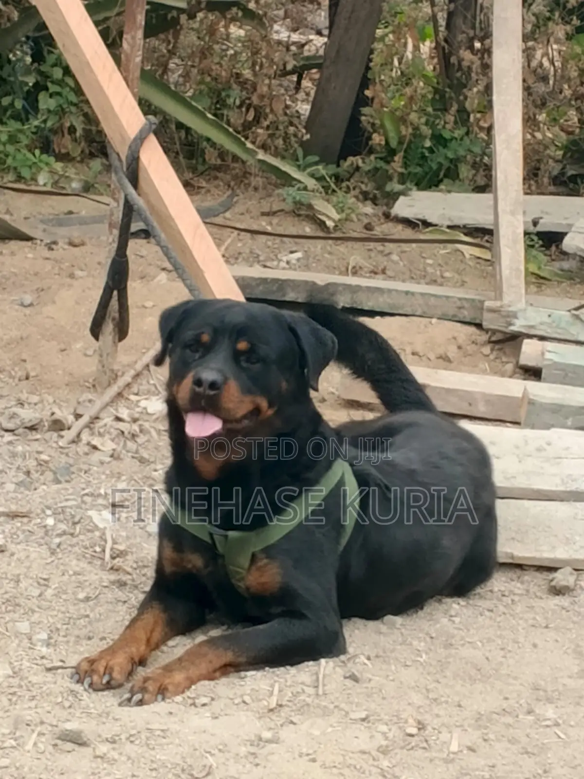 1+ year Male Purebred Rottweiler