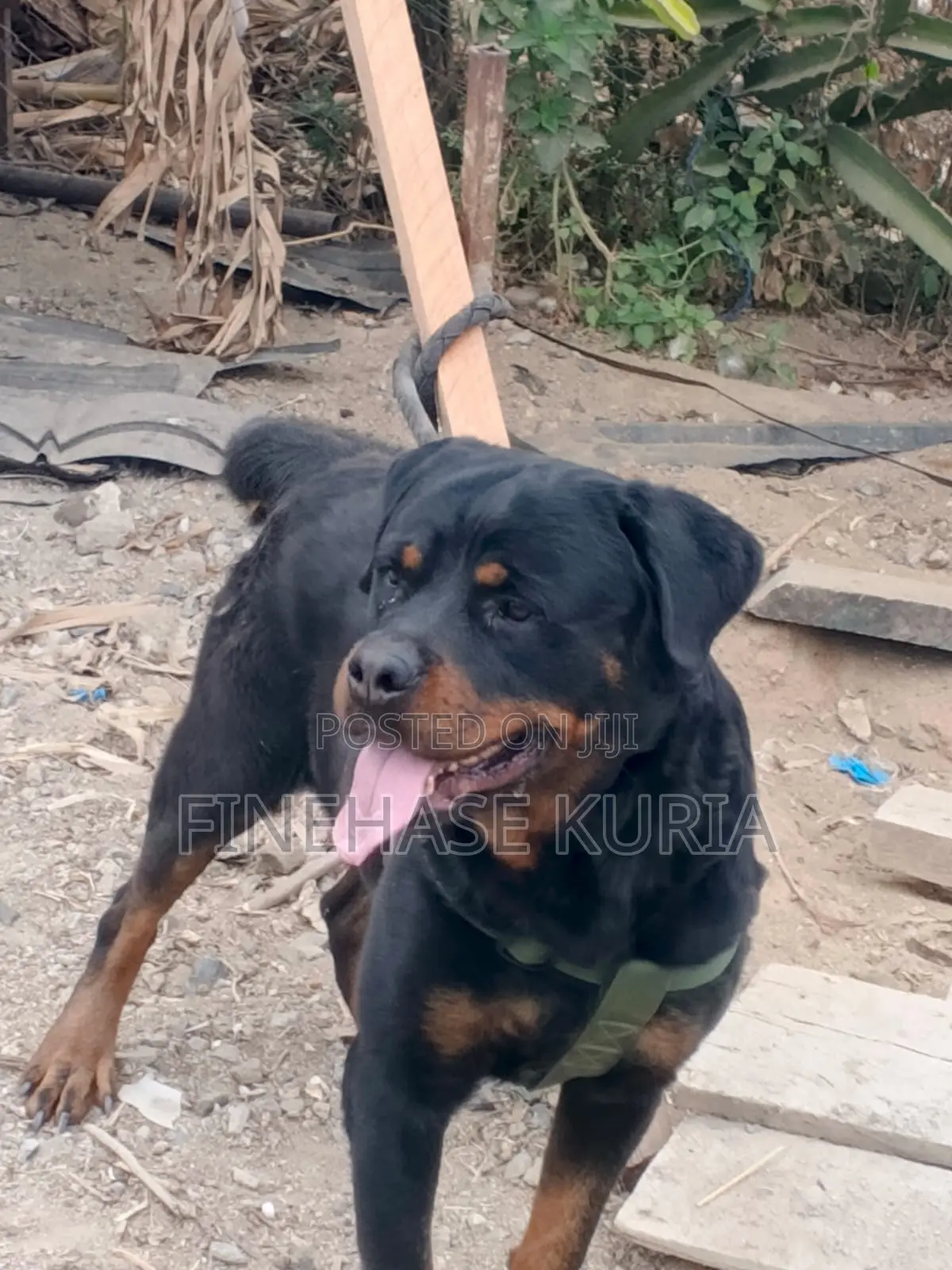 1+ year Male Purebred Rottweiler