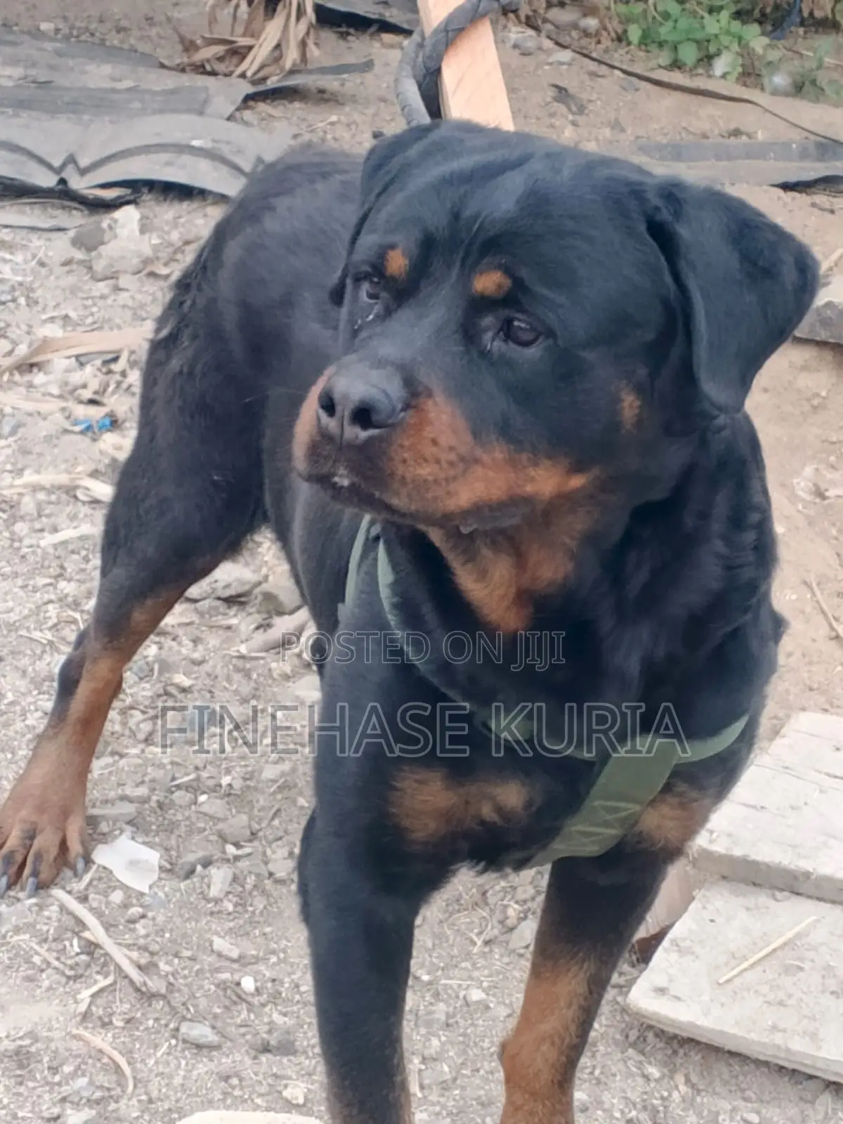 1+ year Male Purebred Rottweiler