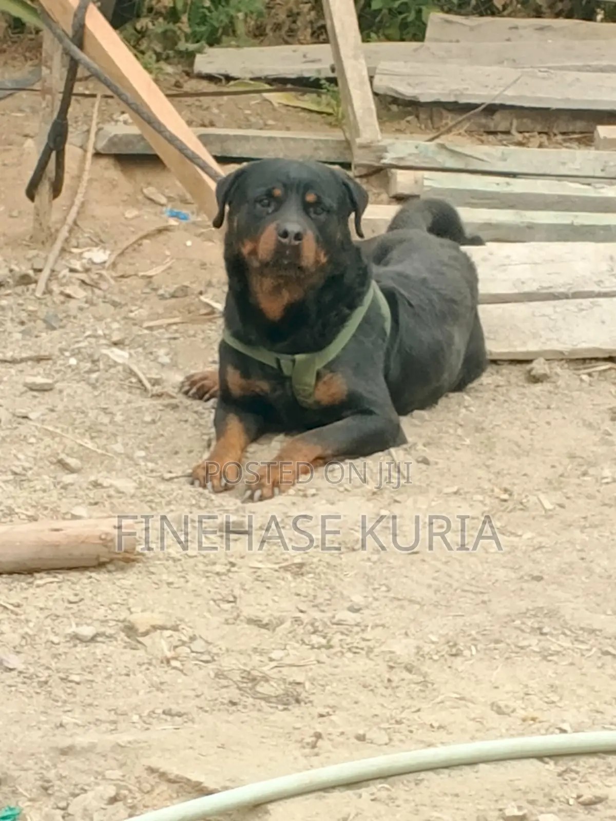 1+ year Male Purebred Rottweiler