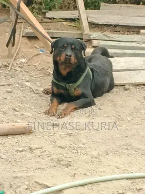 1+ year Male Purebred Rottweiler