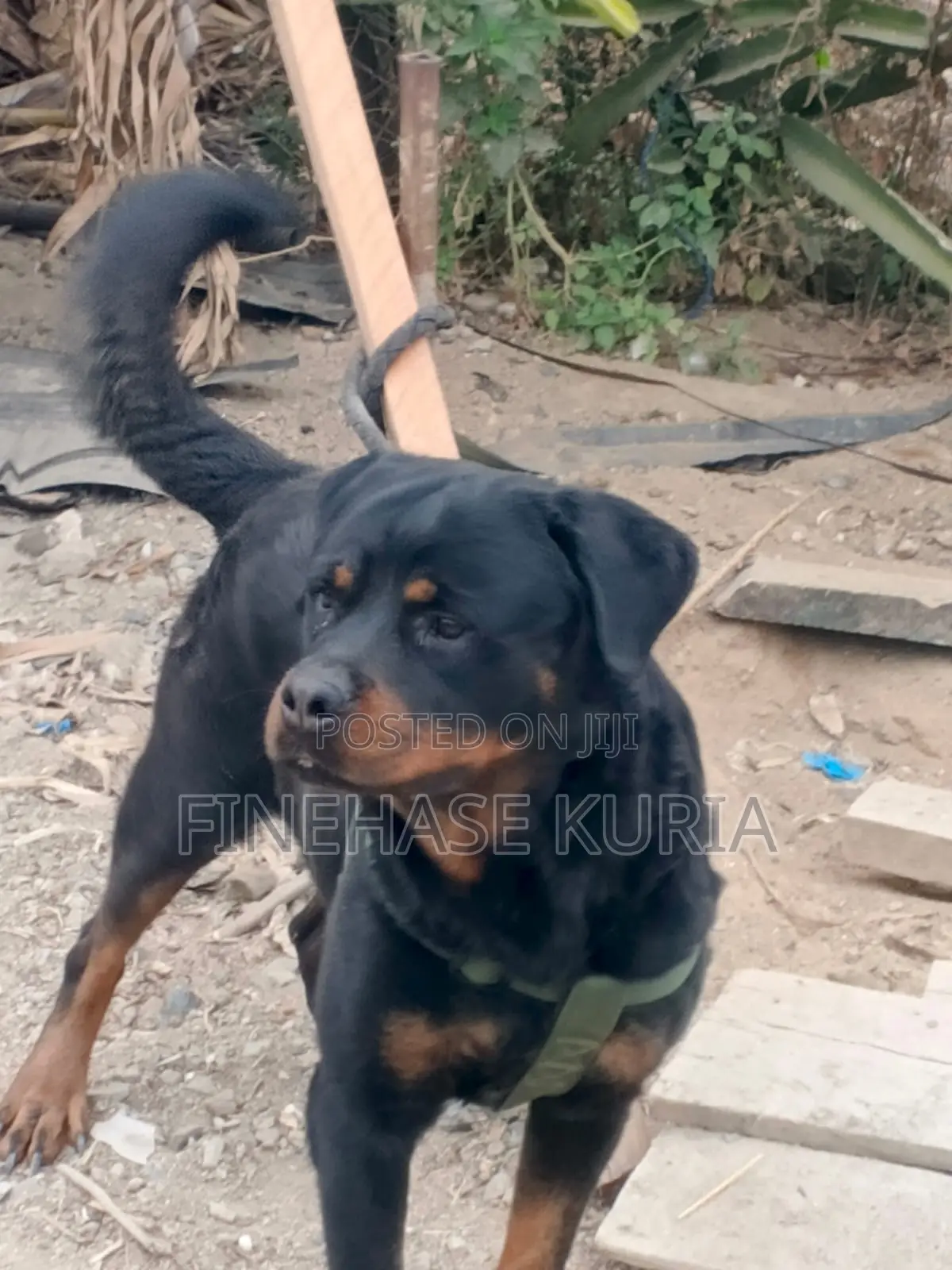 1+ year Male Purebred Rottweiler