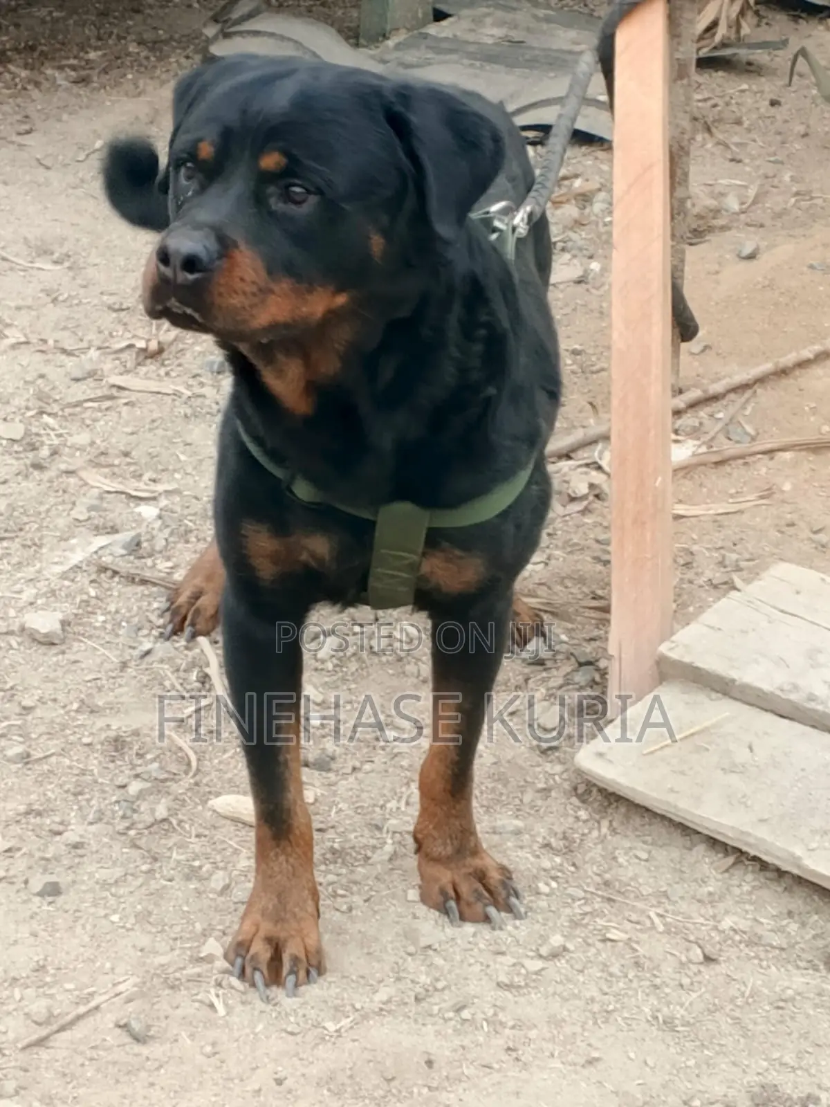 1+ year Male Purebred Rottweiler