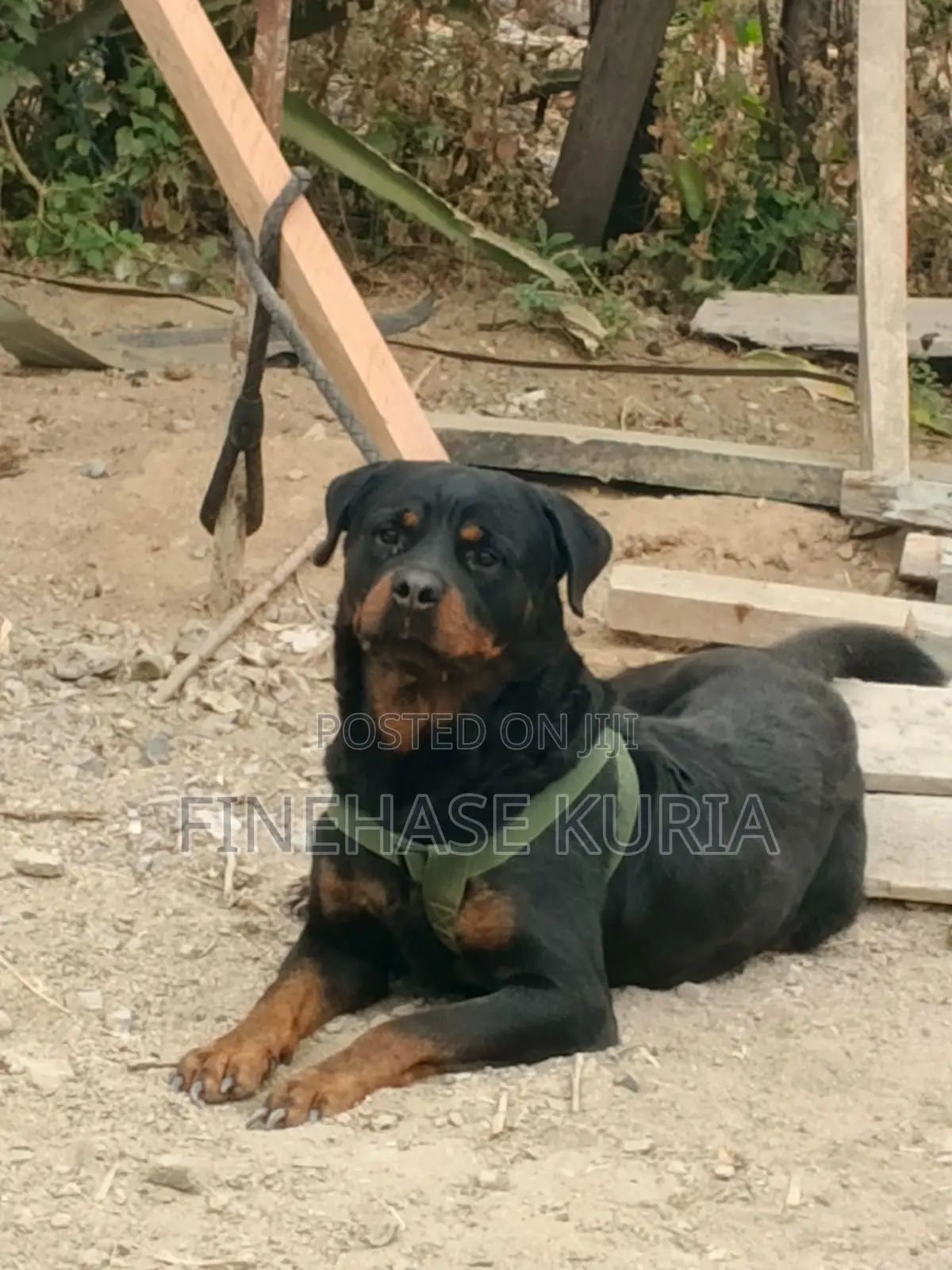 1+ year Male Purebred Rottweiler
