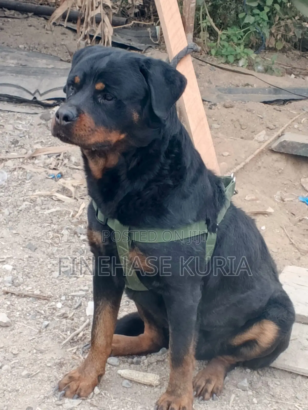 1+ year Male Purebred Rottweiler