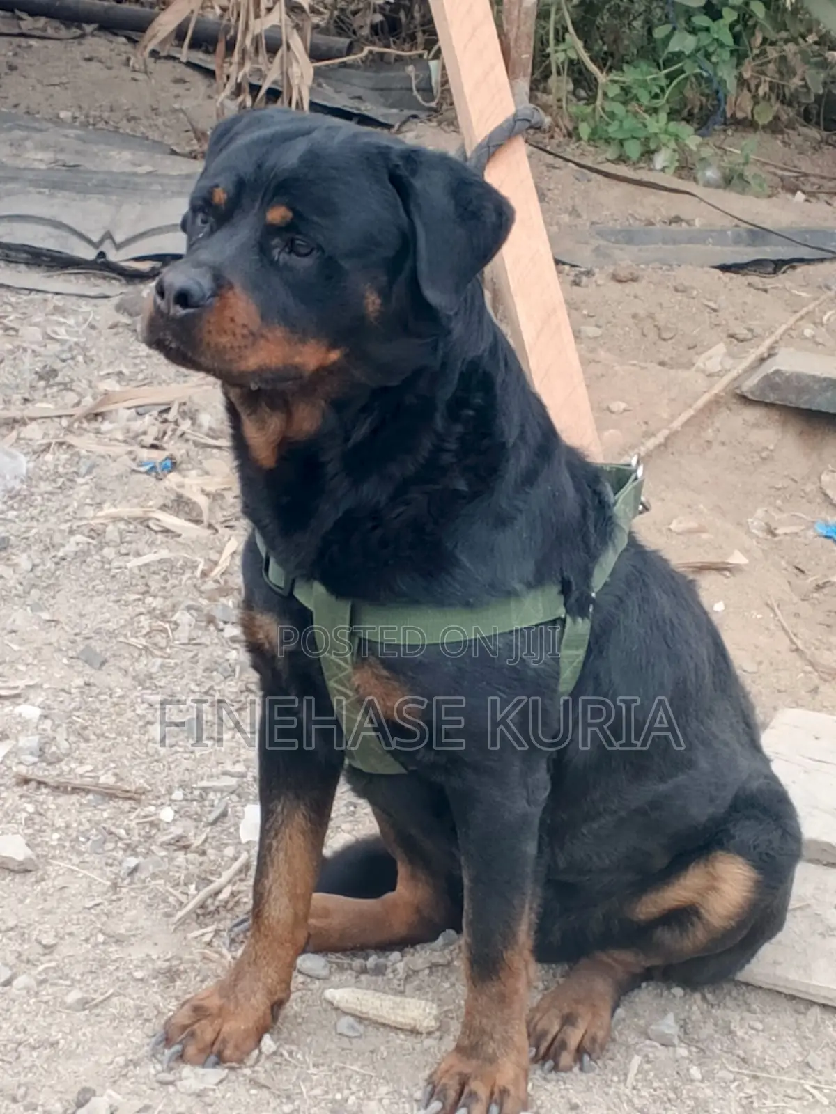 1+ year Male Purebred Rottweiler