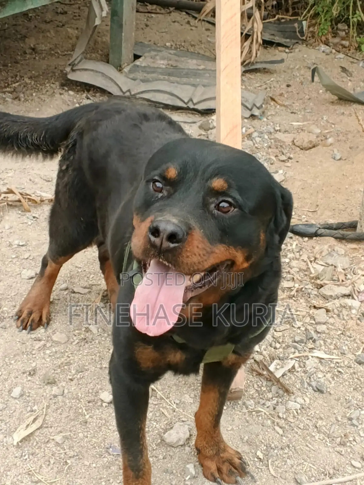 1+ year Male Purebred Rottweiler