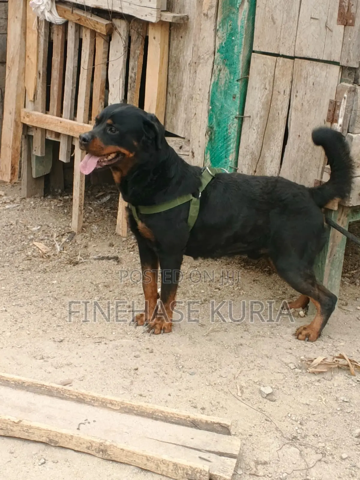 1+ year Male Purebred Rottweiler