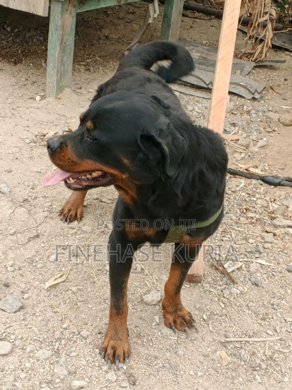 1+ year Male Purebred Rottweiler