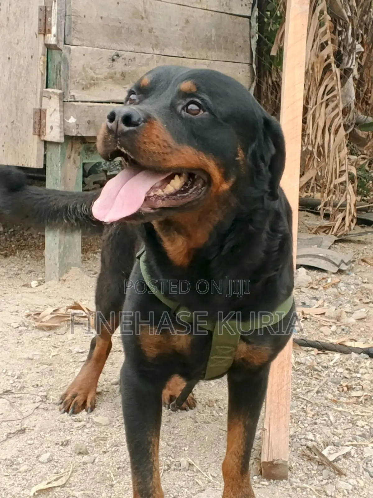 1+ year Male Purebred Rottweiler