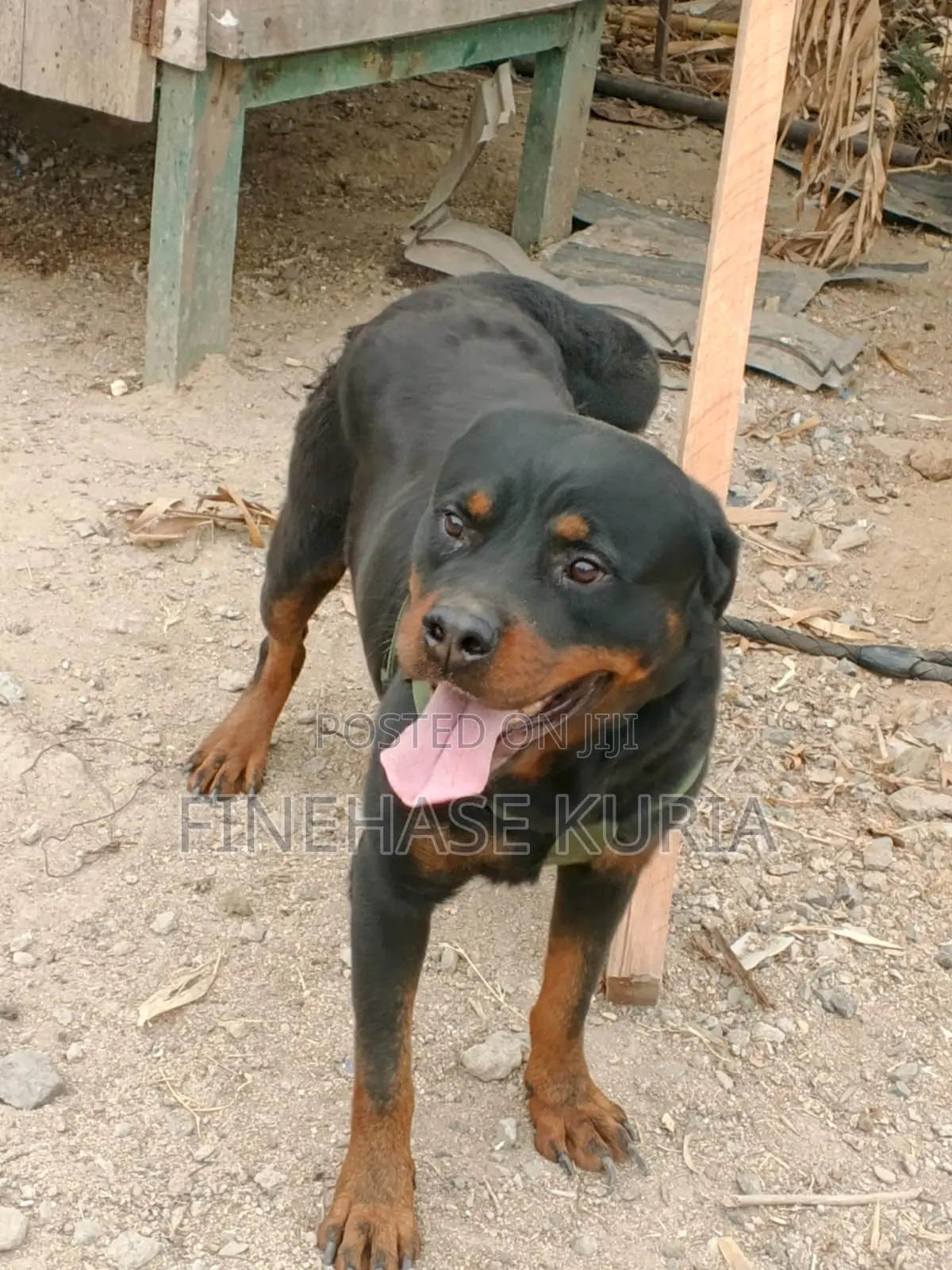 1+ year Male Purebred Rottweiler