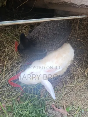 Rabbits for Sale
