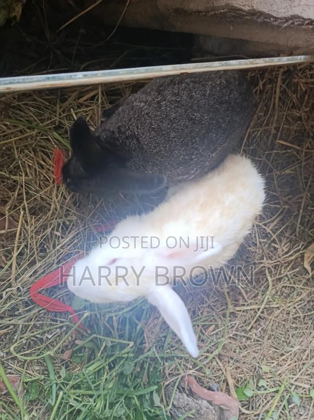 Rabbits for Sale