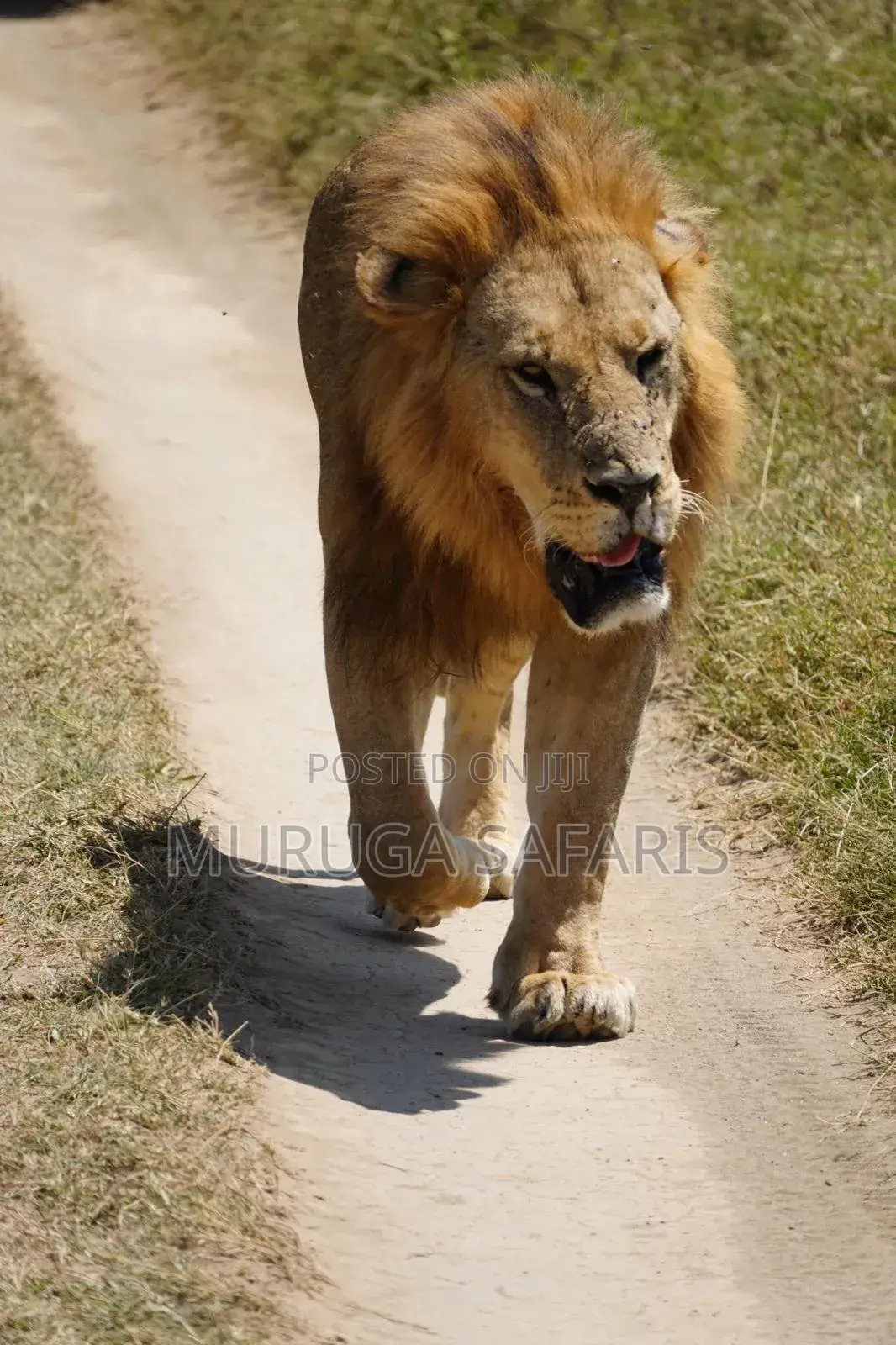Masai Mara Safaris