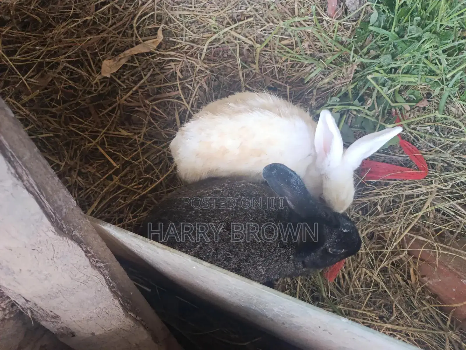 Rabbits for Sale