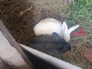 Rabbits for Sale