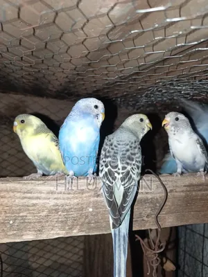 Budgies on Sale