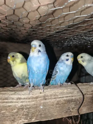 Budgies on Sale