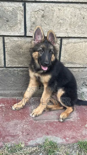 1-3 months Male Purebred German Shepherd