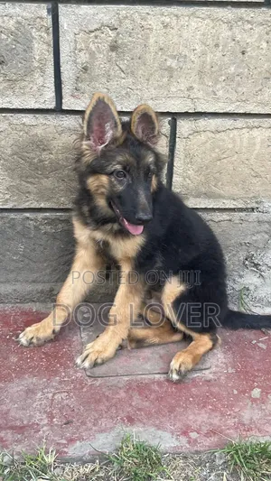 1-3 months Male Purebred German Shepherd